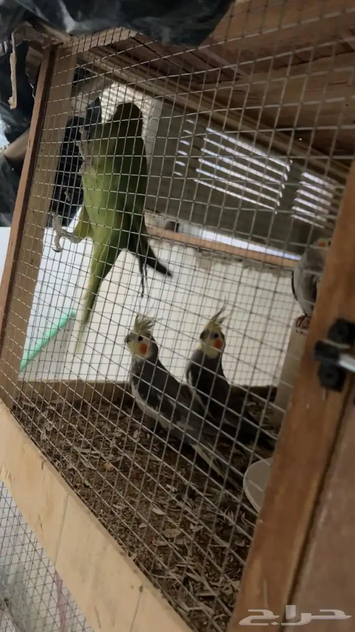 عصافير ببغاء نوع كروان الجوز سعره موجود تحت 1