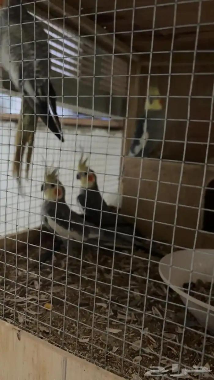 عصافير ببغاء نوع كروان الجوز سعره موجود تحت 0