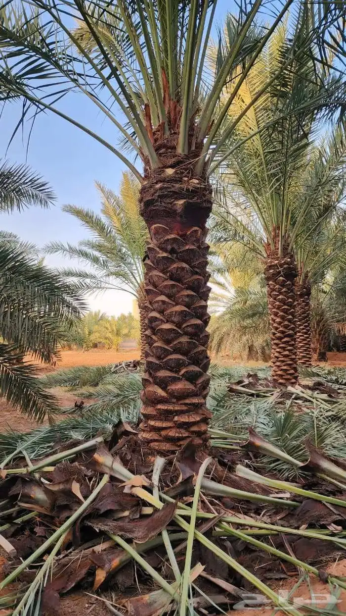 نخل للبيع 1