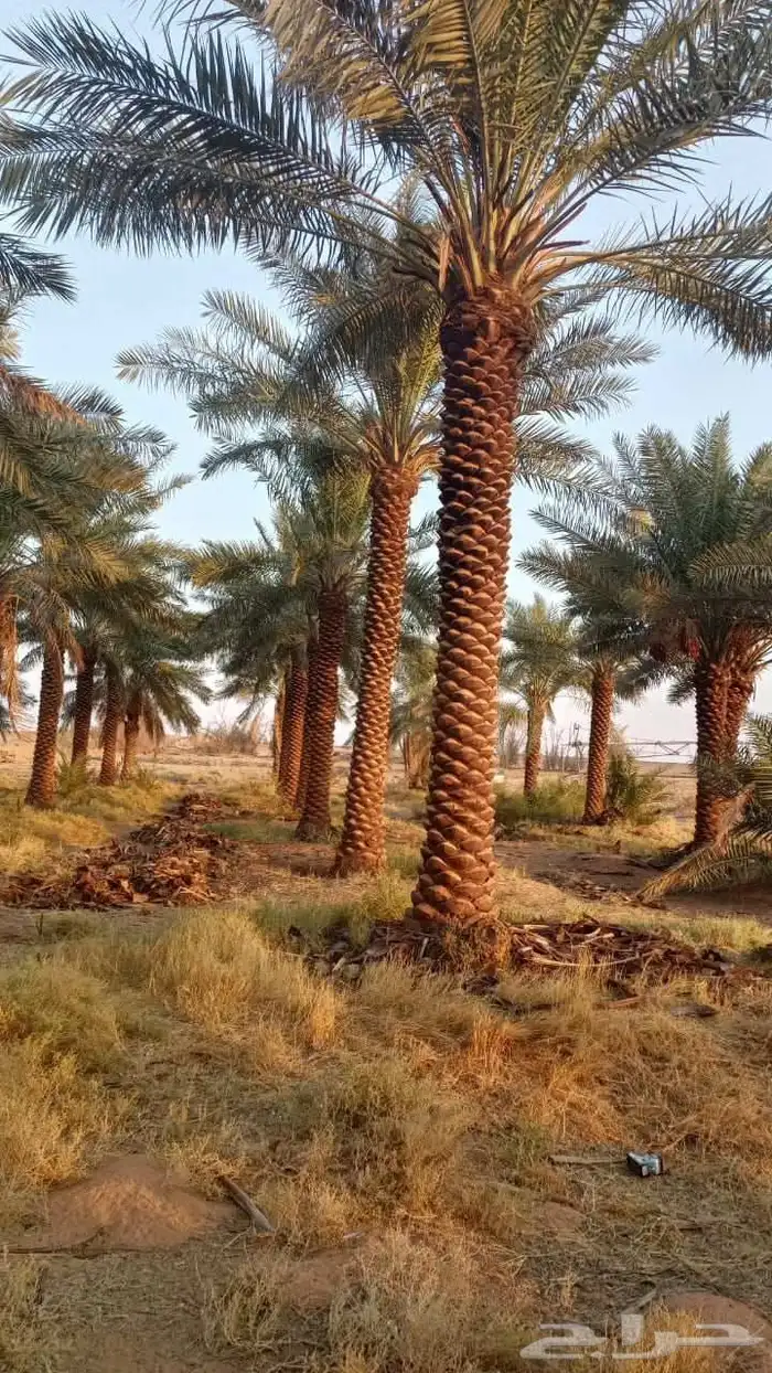 توريد وزراعه نخيل واشنطني وعربي بجميع المقاسات 2