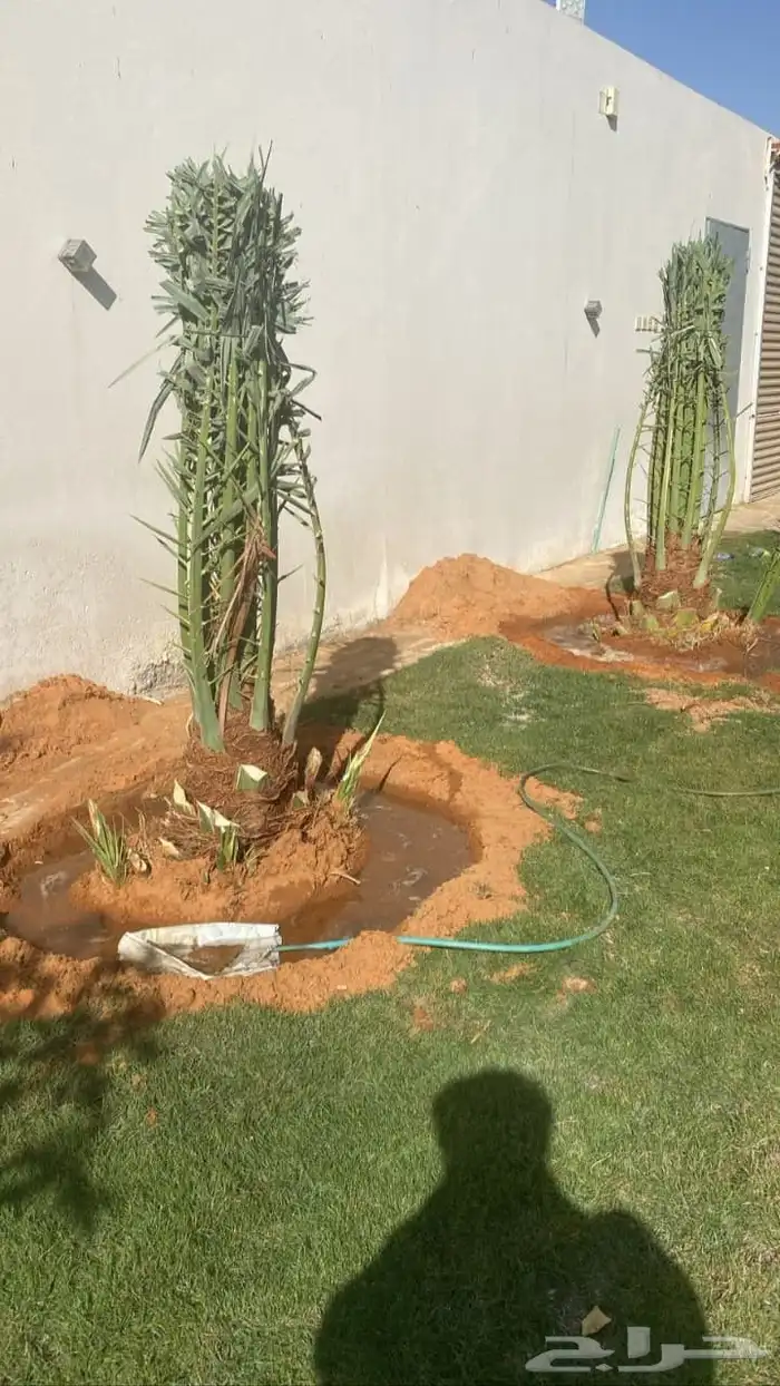 نقوم بتوريد جميع أنواع النخيل الوشنطني والعربي 3