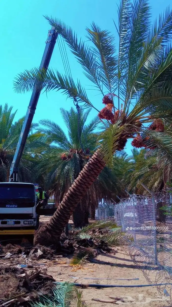 نخل للبيع جميع جميع الأنواع متوفره وجميع المقاسات.وكما يوجد 17