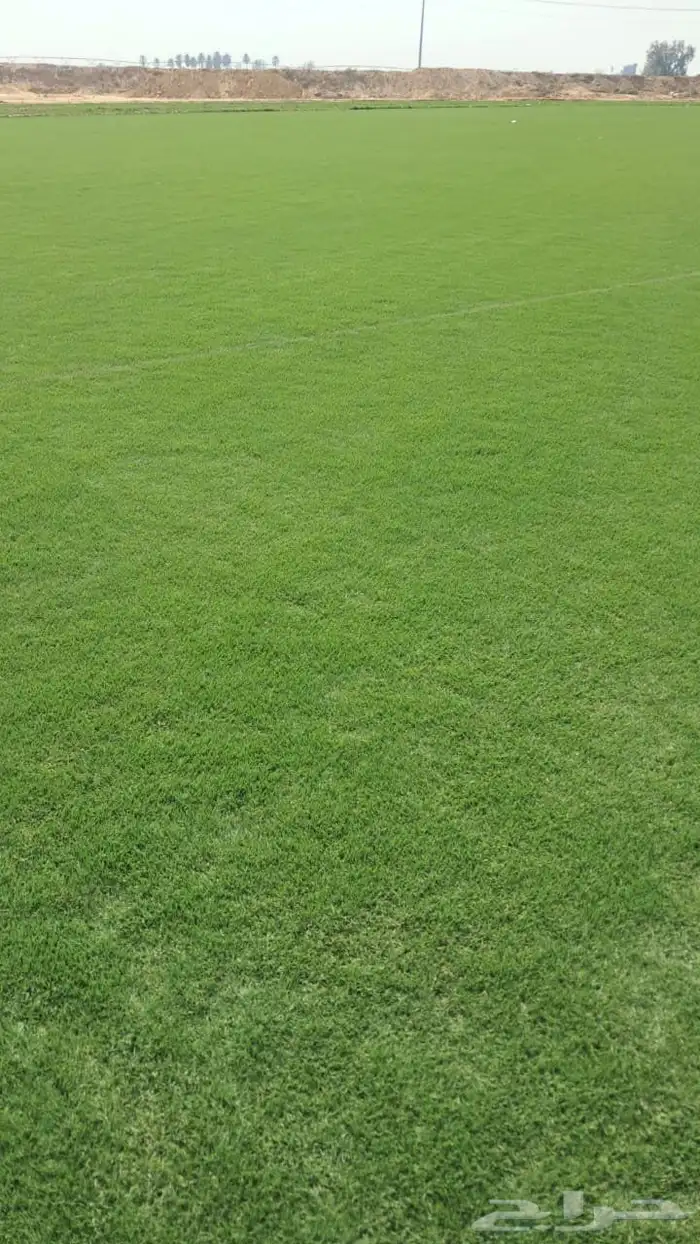 نعمل بتوريد وزرعه ثيل طبيعي ونخيل زينه 2