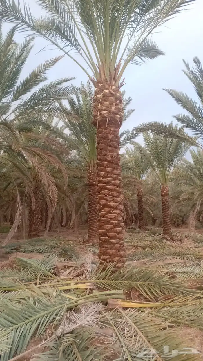 لدينا جميع انواع التكريم وتشويق وتنظيف 5