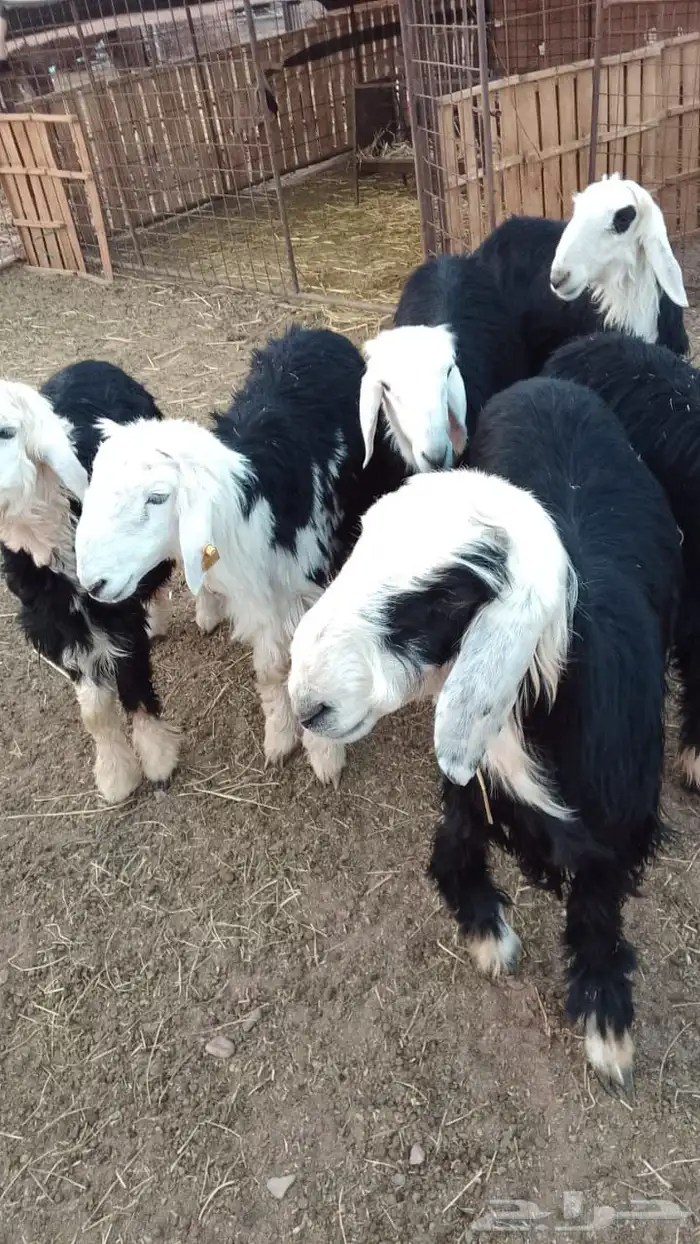 طليان للبيع 2