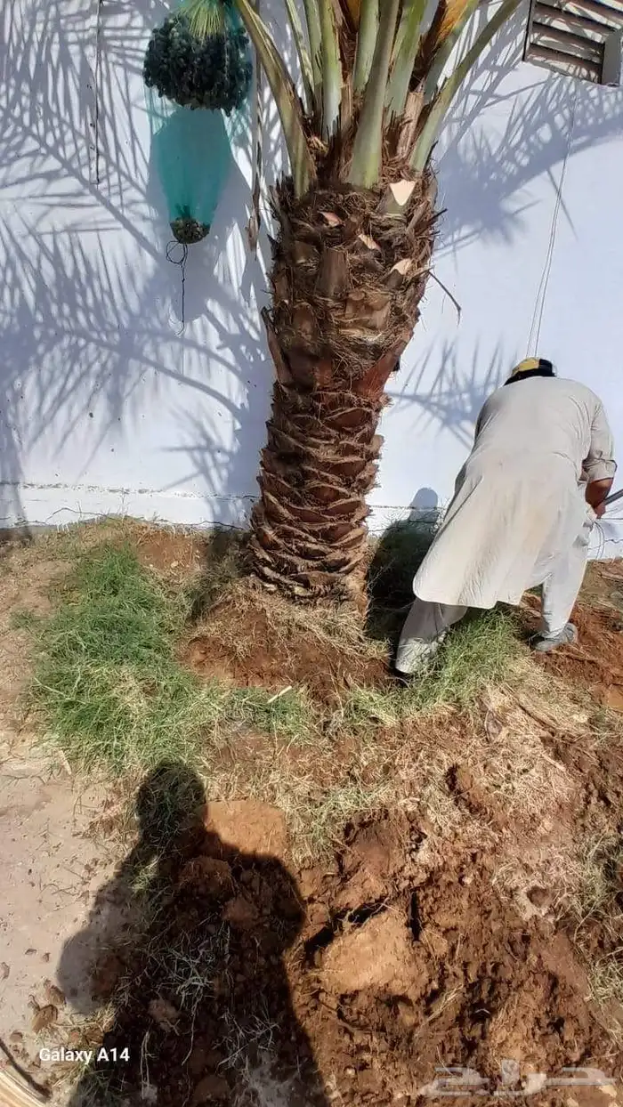 نخل للبيع جميع انواع 1