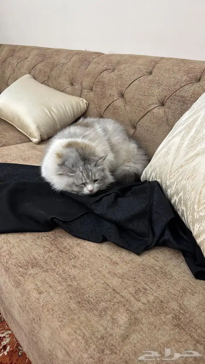قطة مفقودة بجبرة بالطايف من يجدها له مكافأة 4