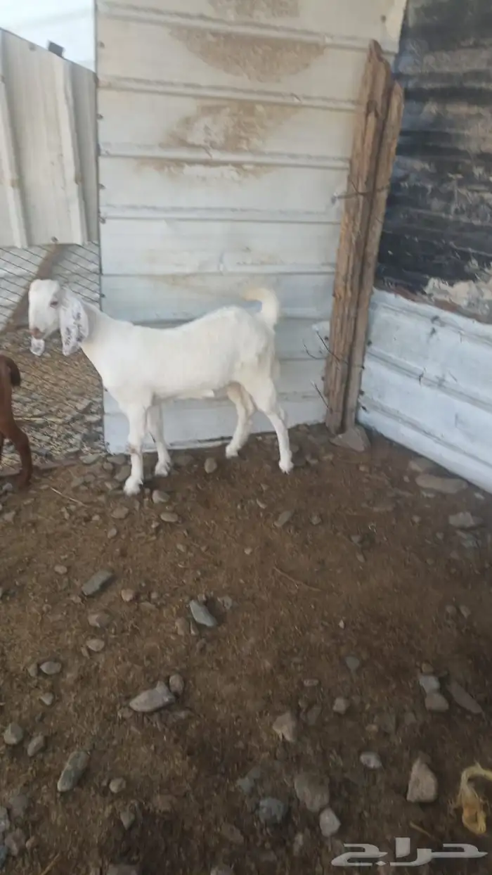 لأهل التطوير جفرة بيشية على بنحابي 0