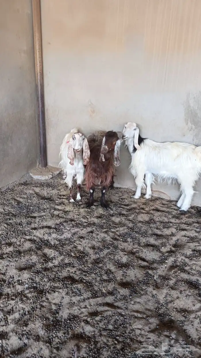 معزا للبيع 0