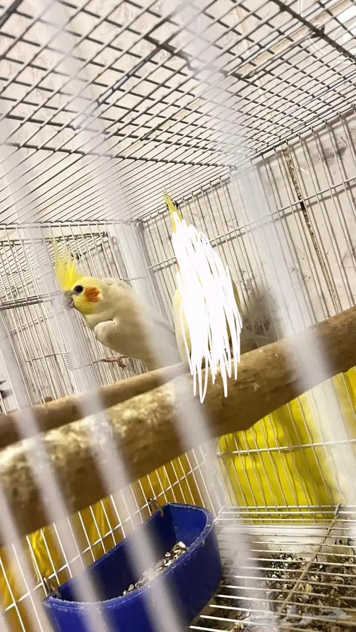 ذكر كروان لاتينو 3