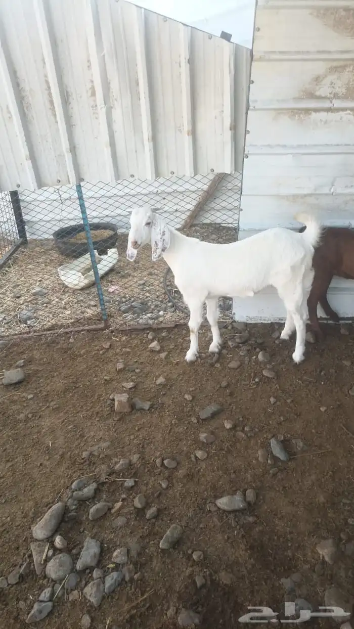 لأهل التطوير جفرة بيشية على بنحابي 1