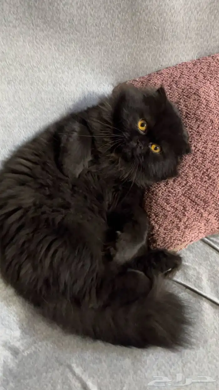 قطط للتبني 0