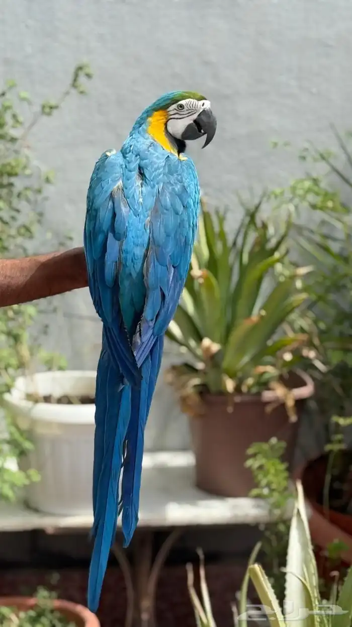 مكاو للبيع 1