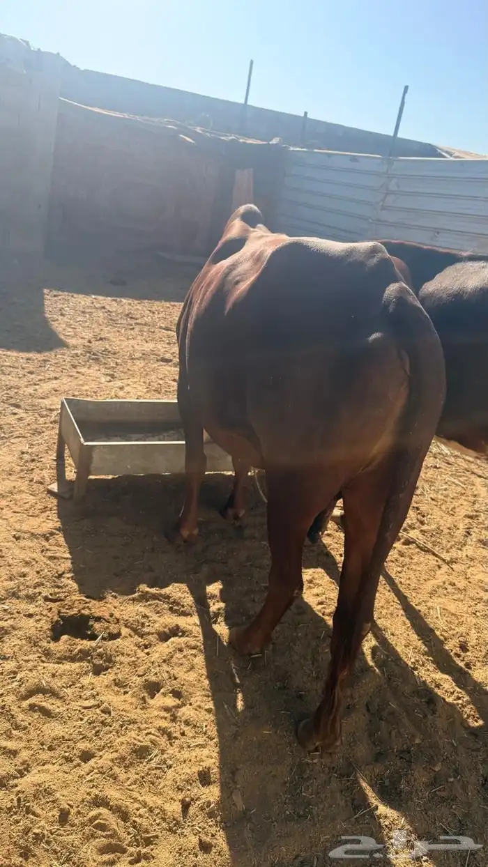 خميس امشيط 5