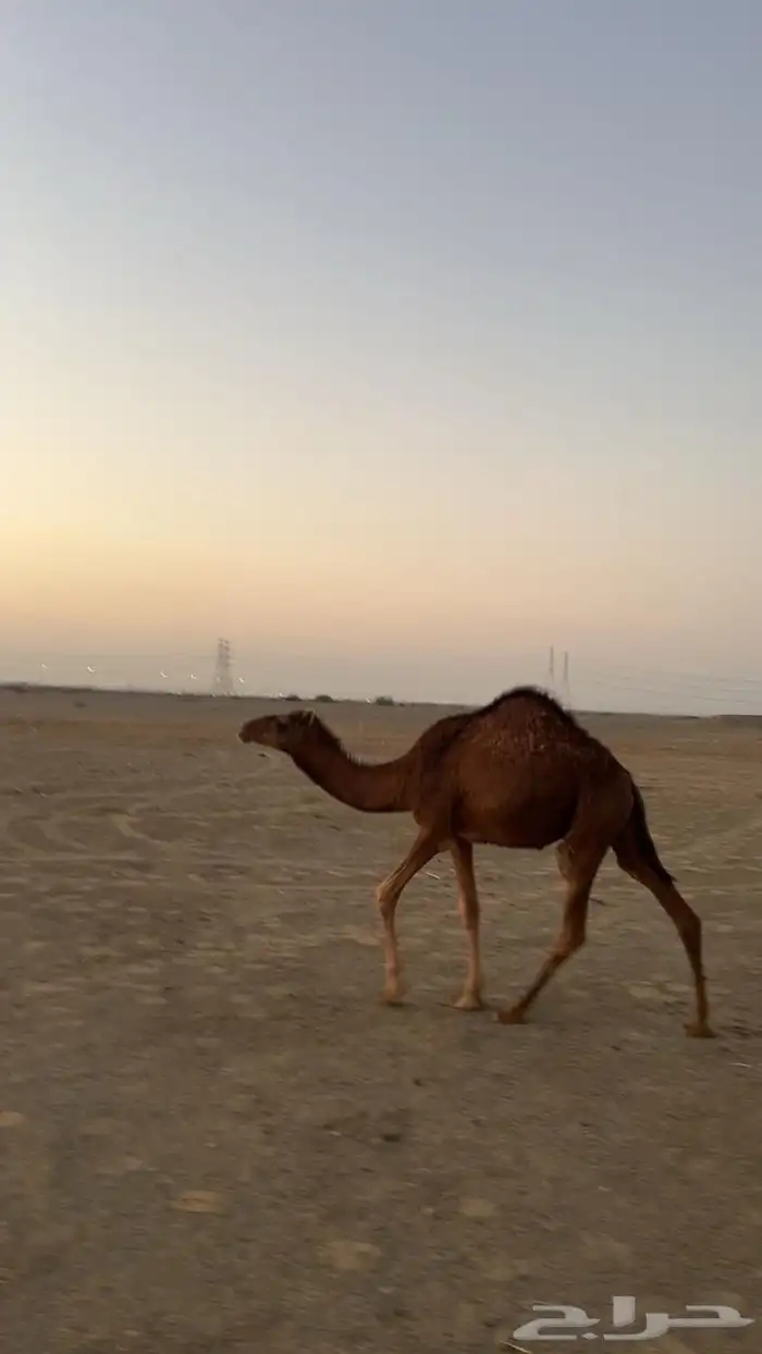 بكرة للبيع 0