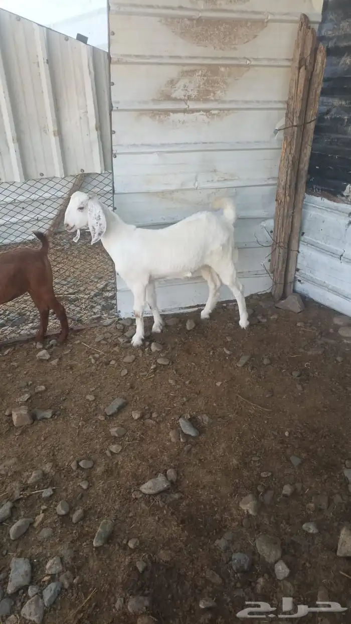 لأهل التطوير جفرة بيشية على بنحابي 2