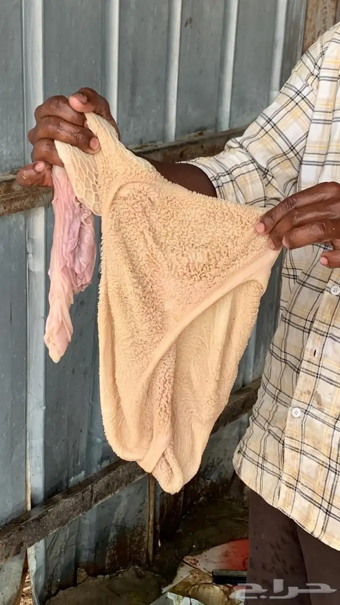 7 رخال جذعات نعيمة وحرية فل شحم 4