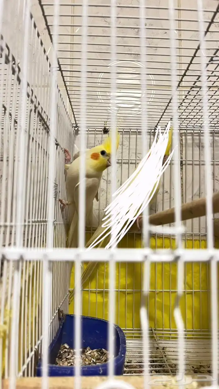 ذكر كروان لاتينو 2