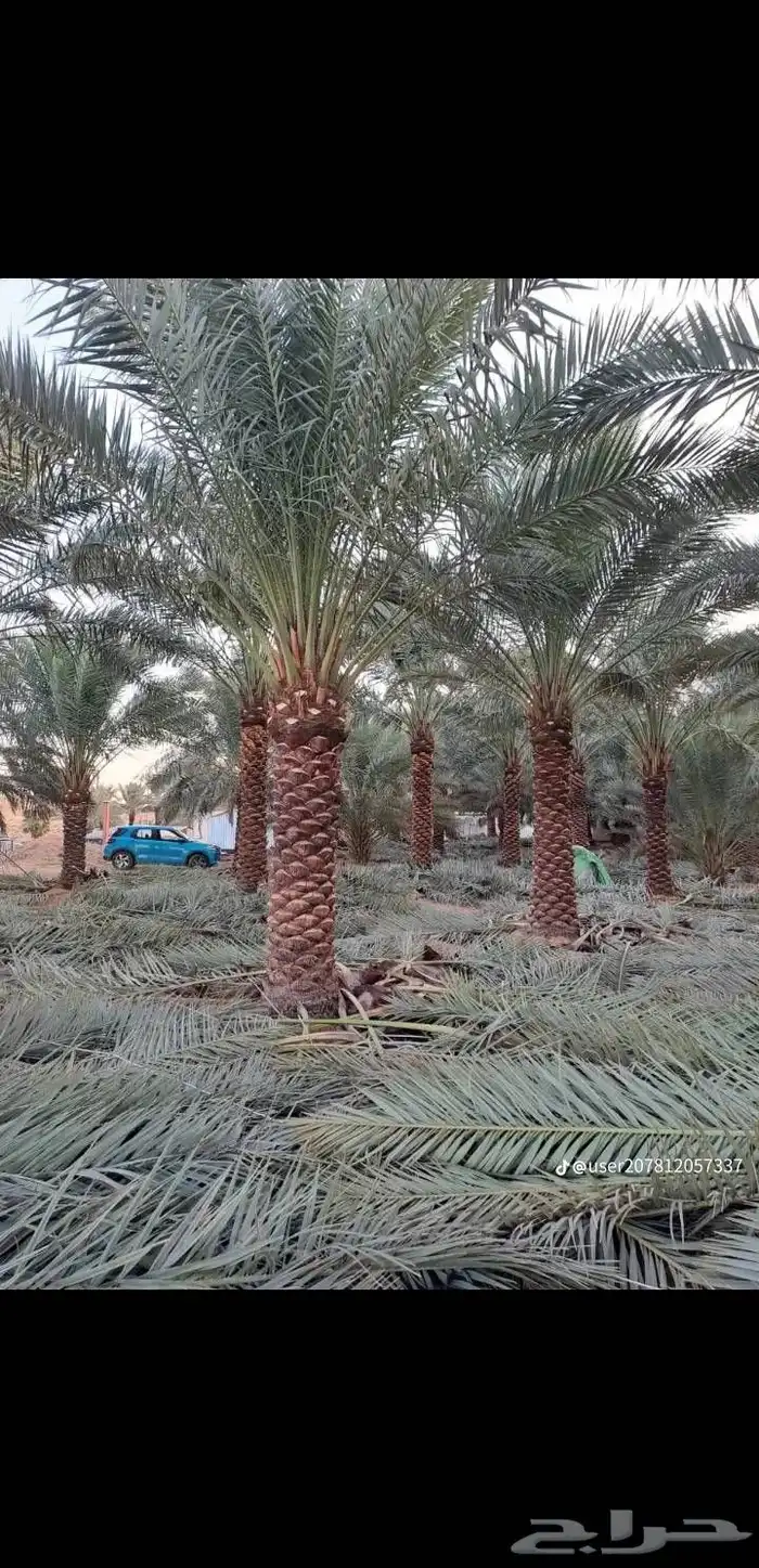 نخل للبيع جميع جميع الأنواع متوفره وجميع المقاسات.وكما يوجد 16