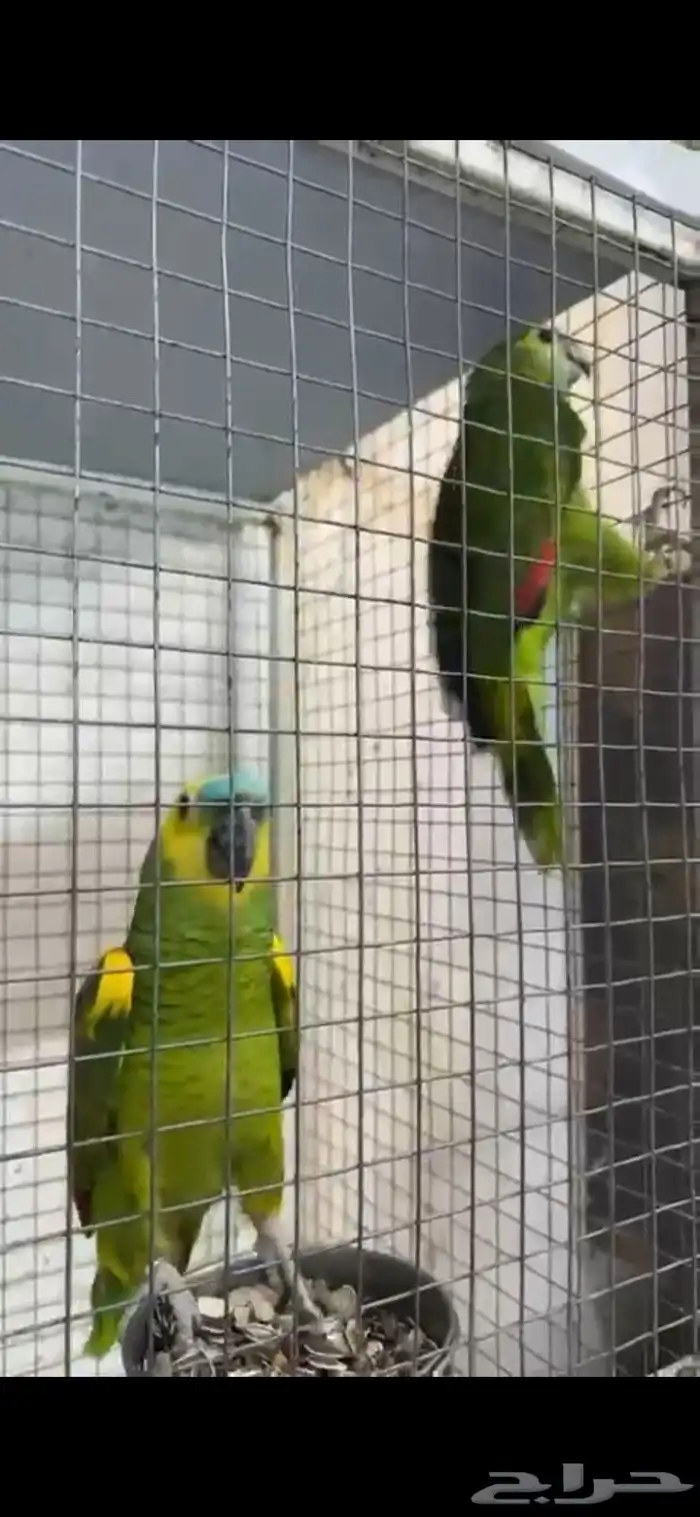 للبيع جوز بلوفرند 0