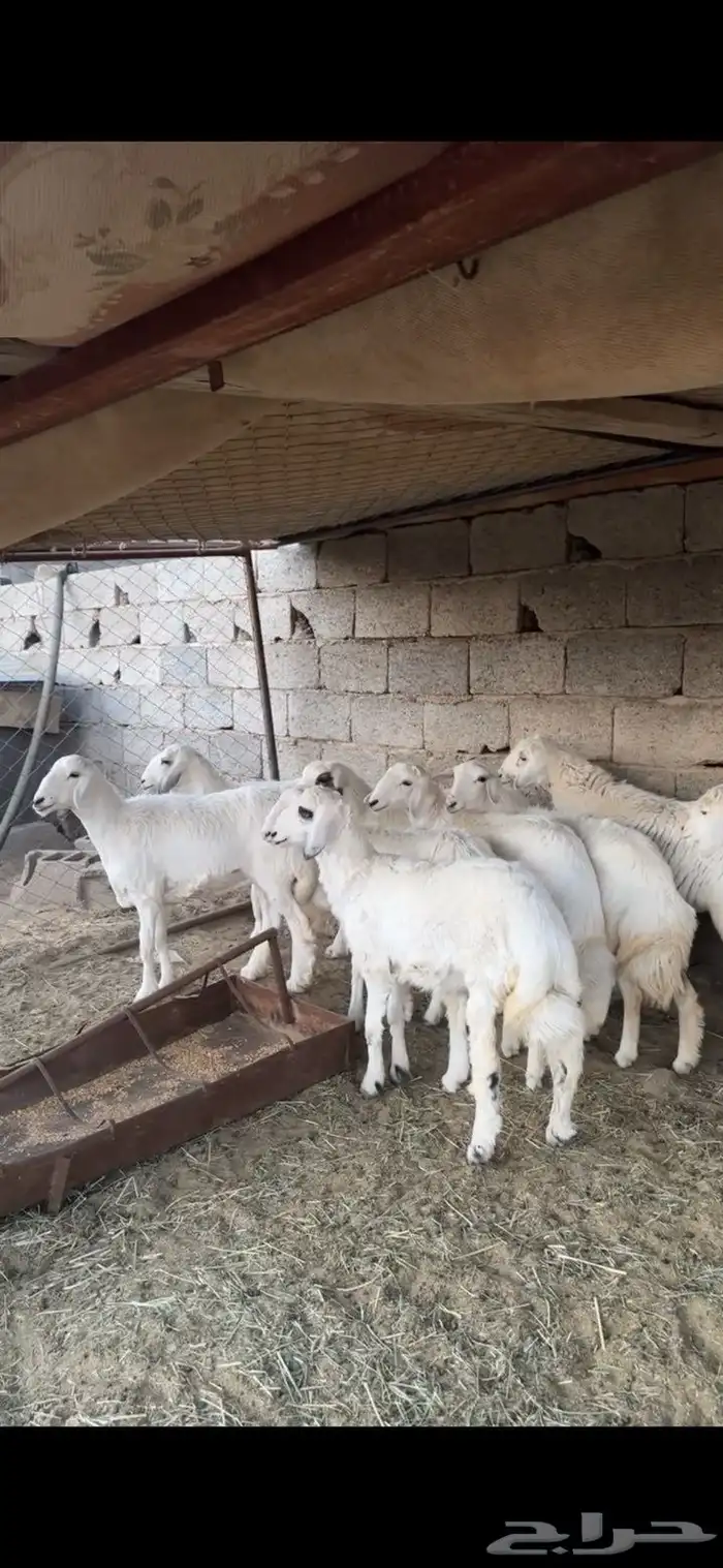 رخال صنف مقنى 0