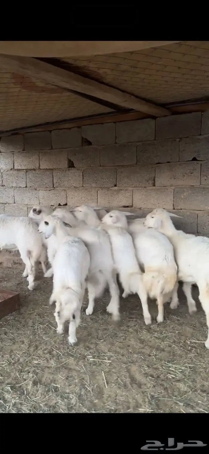 رخال صنف مقنى 1