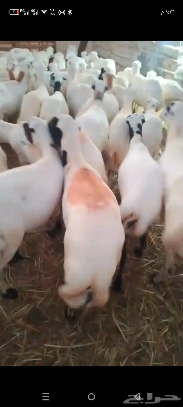 ضان رفيدي قرايب اسن طيب وقرايب الا شرط 1