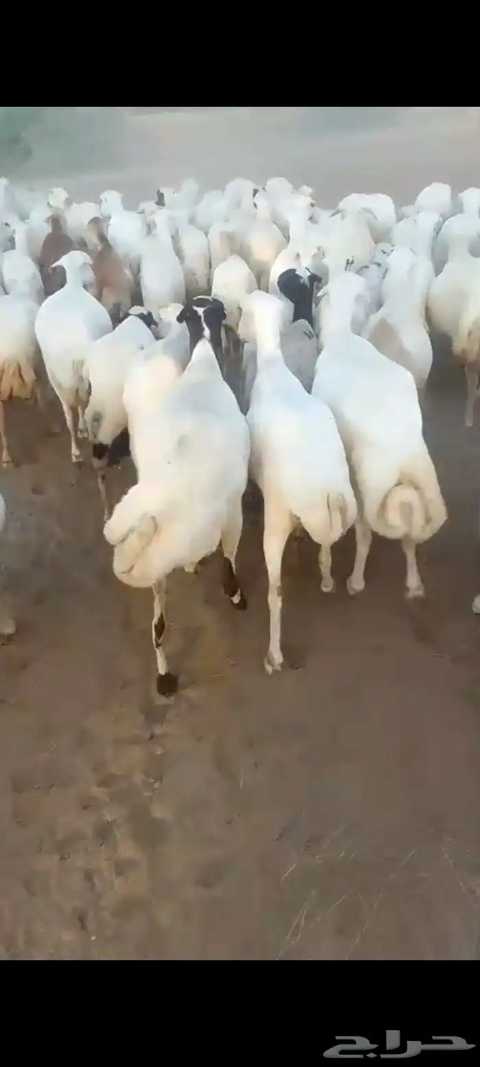 ضان رفيديات قرايب دفيع على شرط العدد140راس مراح واحد ماشاءلل 11