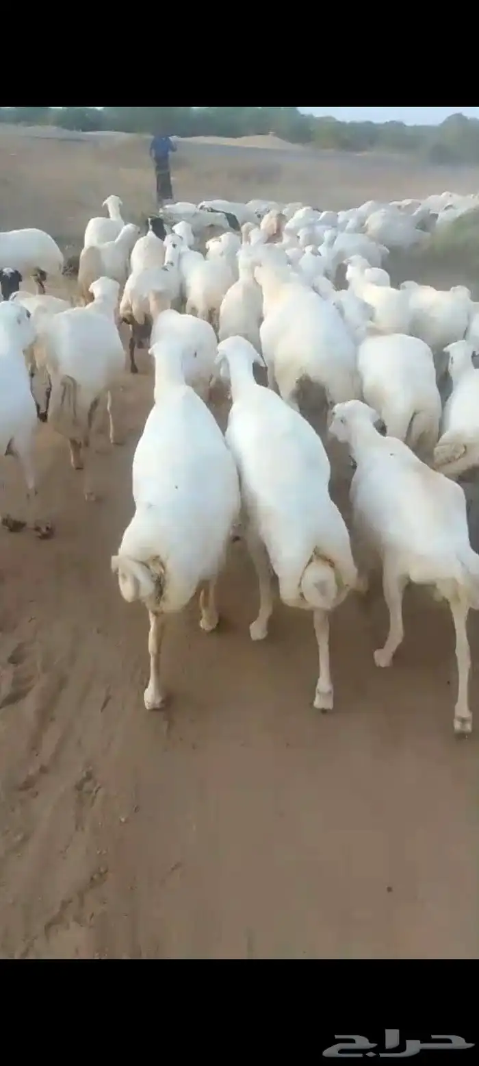 ضان رفيديات قرايب دفيع على شرط العدد140راس مراح واحد ماشاءلل 2