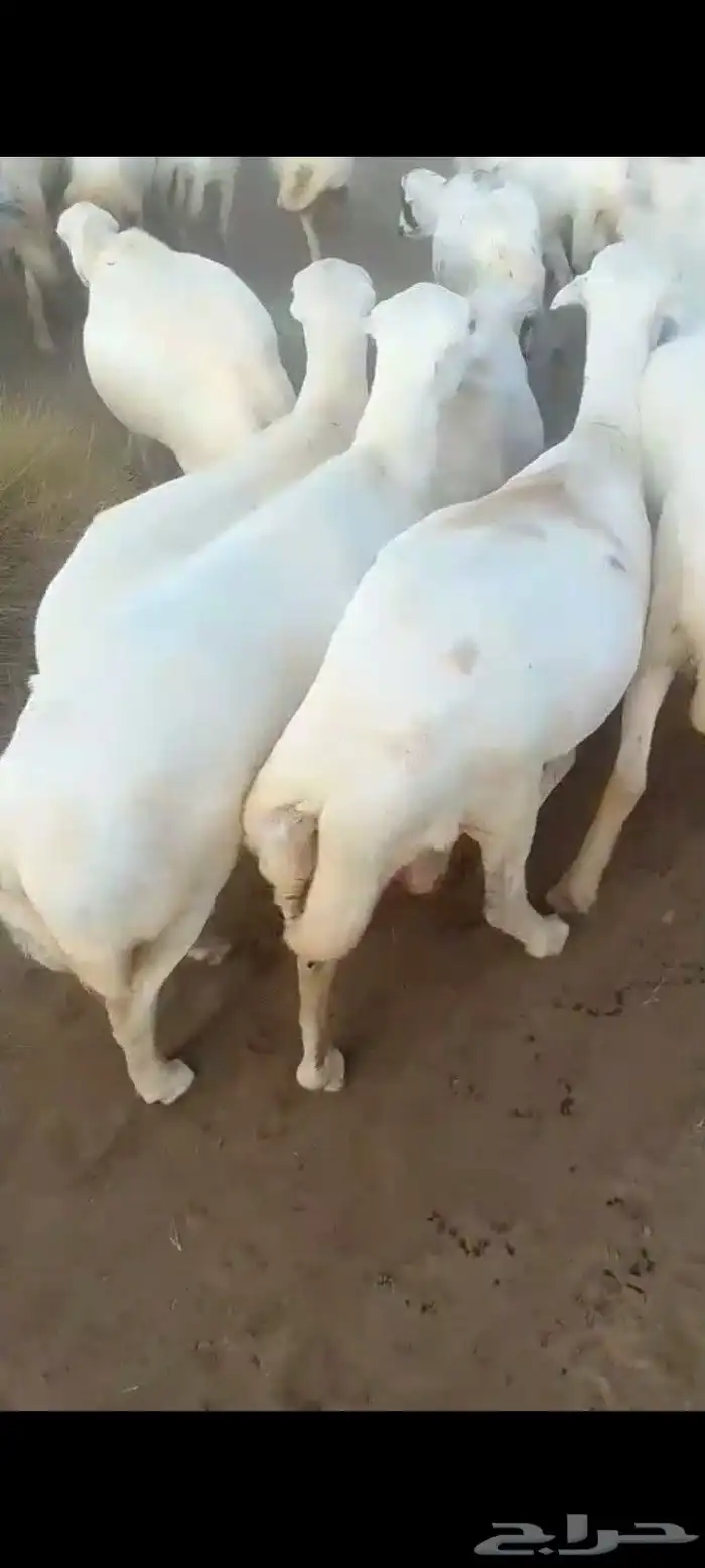 ضان رفيديات قرايب دفيع على شرط العدد140راس مراح واحد ماشاءلل 6