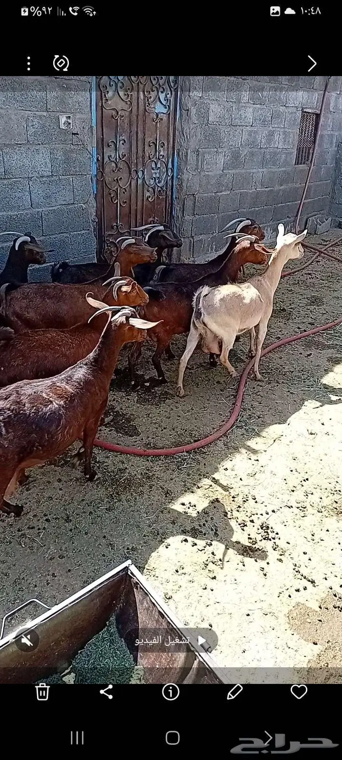 معزاء دفيع قرايب 0