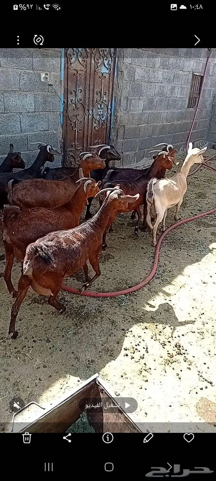 معزاء دفيع قرايب 1