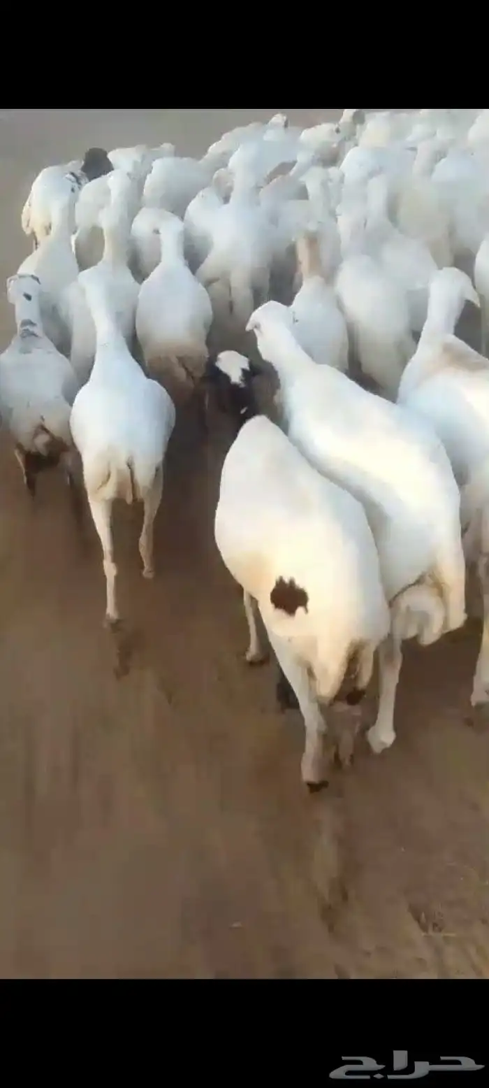 ضان رفيديات قرايب دفيع على شرط العدد140راس مراح واحد ماشاءلل 1