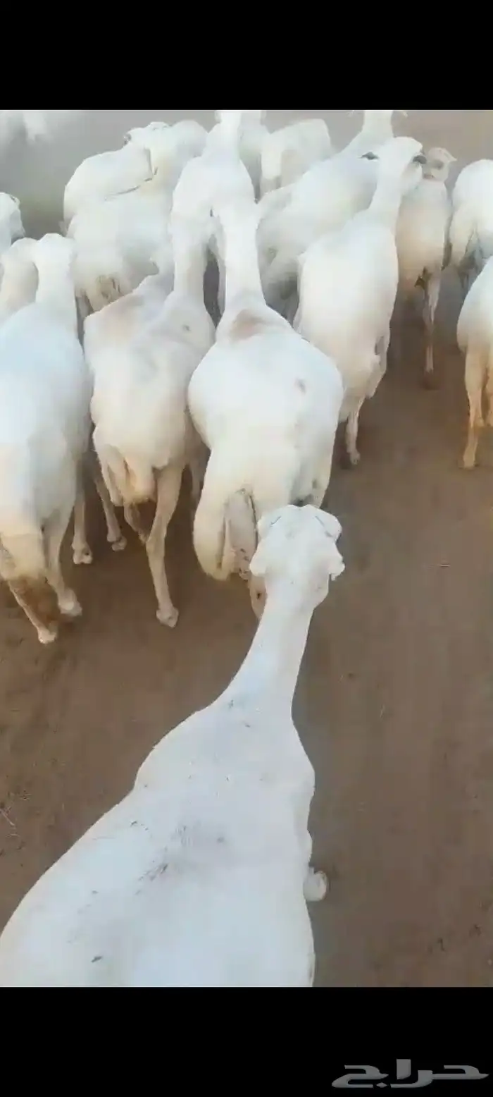 ضان رفيديات قرايب دفيع على شرط العدد140راس مراح واحد ماشاءلل 8