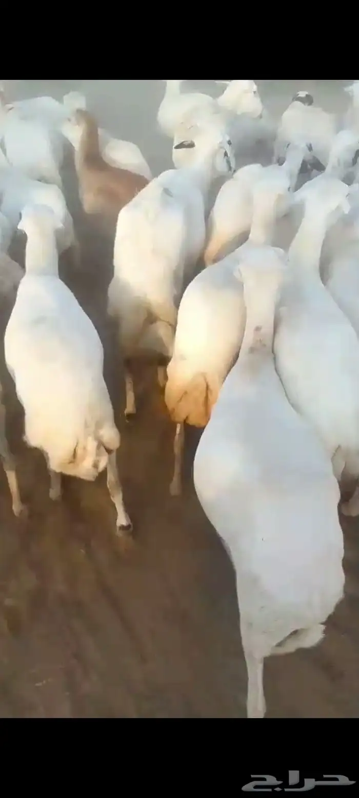 ضان رفيديات قرايب دفيع على شرط العدد140راس مراح واحد ماشاءلل 5