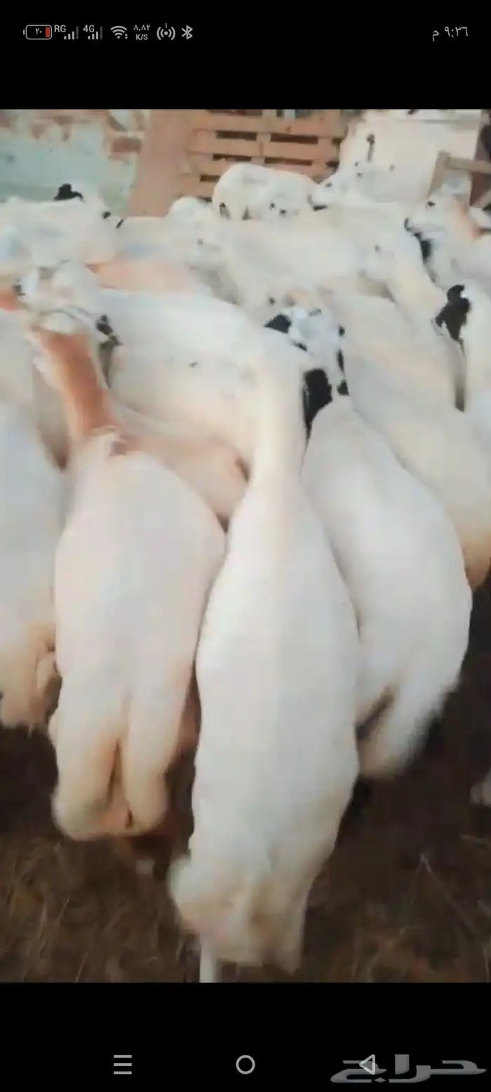 ضان رفيدي قرايب اسن طيب وقرايب الا شرط 0