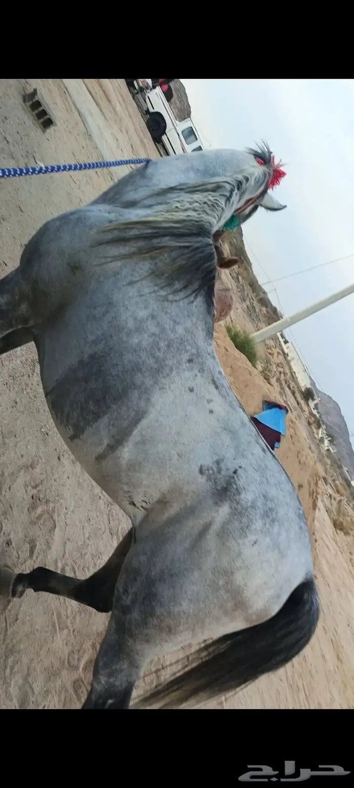 حصان واهو تشبيه لوجه الله 0