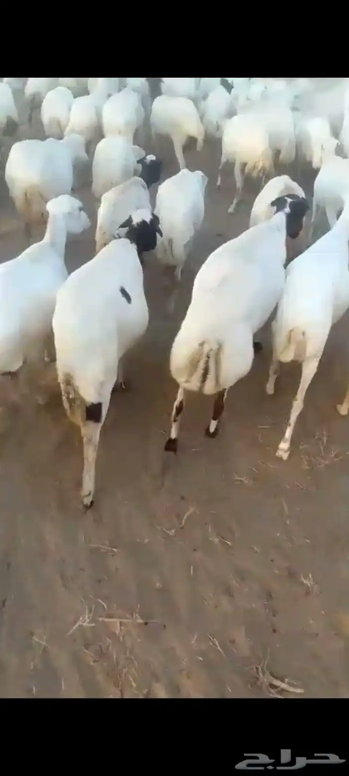 ضان رفيديات قرايب دفيع على شرط العدد140راس مراح واحد ماشاءلل 14