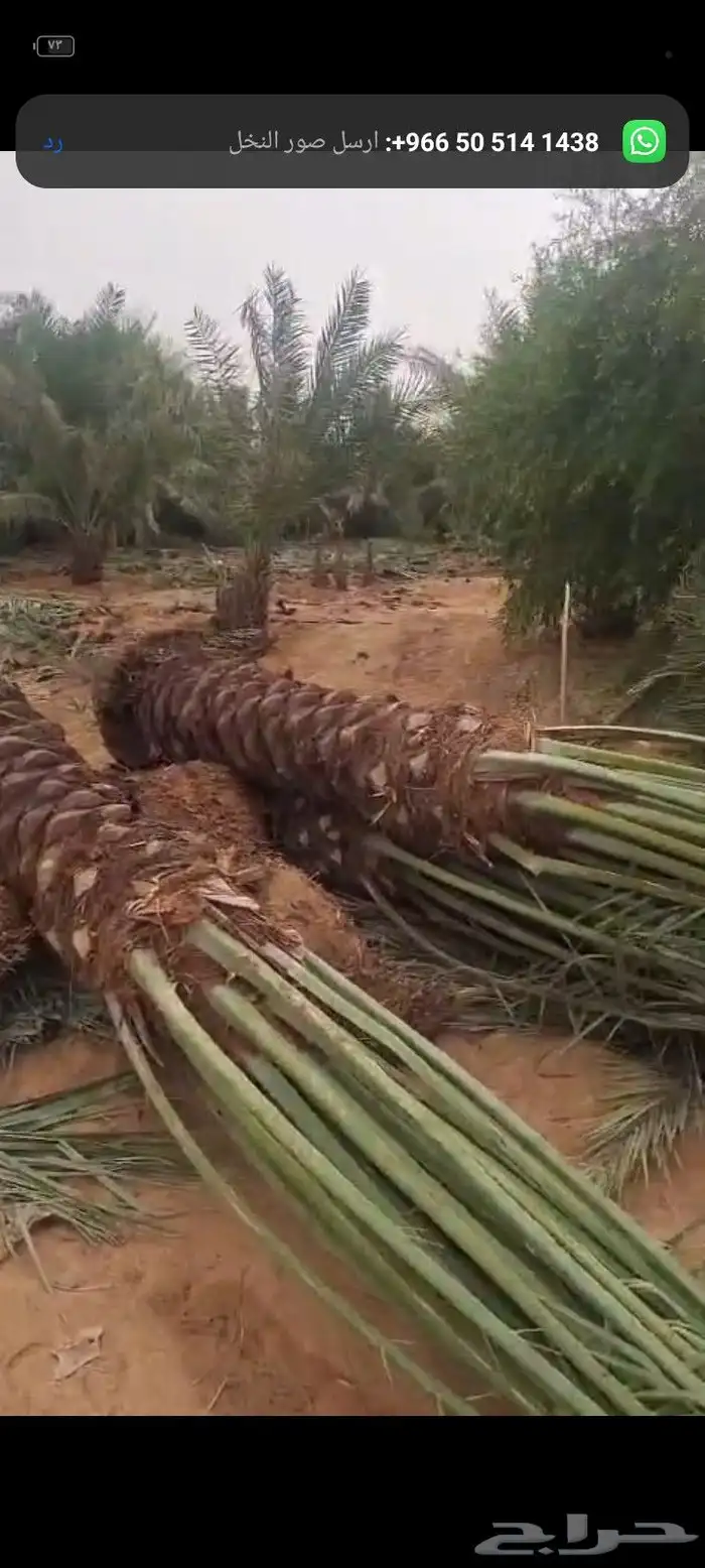 نخل سكري صقعي وخلاص جميع المقاسات متزفره 0