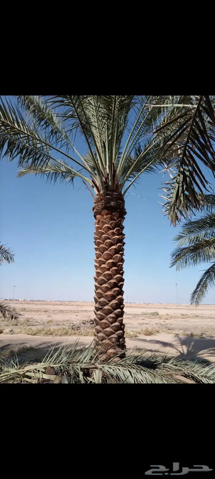 جثايث وفسايل للبيع في مكه المكرمه 1