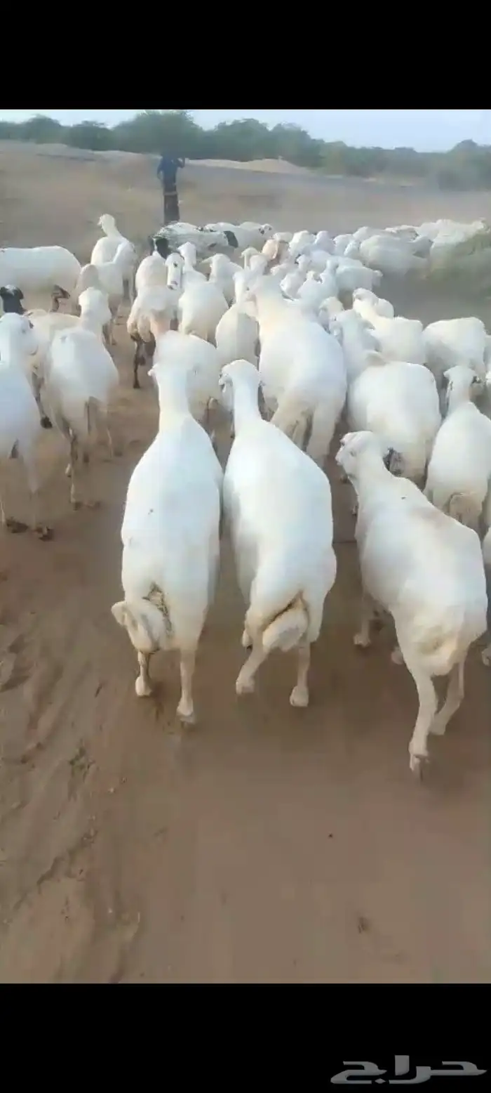 ضان رفيديات قرايب دفيع على شرط العدد140راس مراح واحد ماشاءلل 3