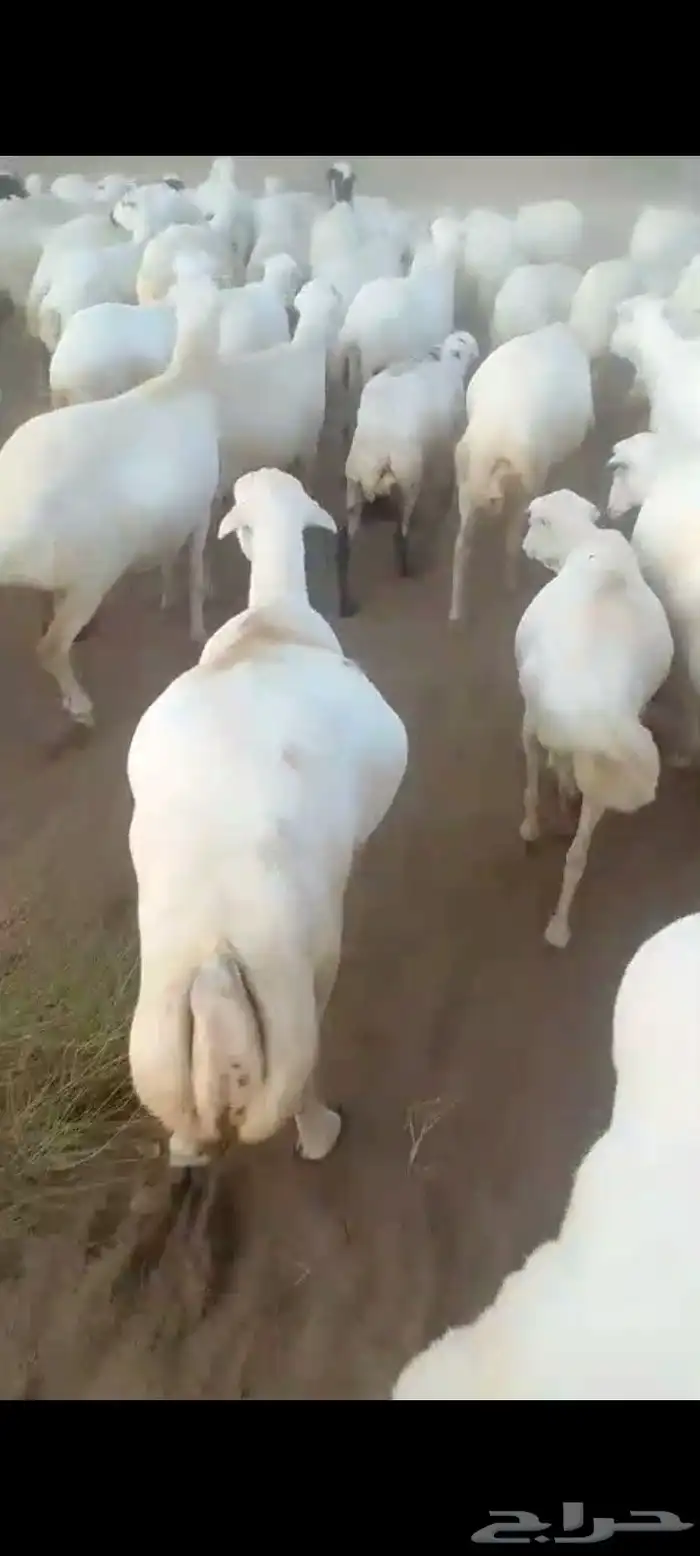 ضان رفيديات قرايب دفيع على شرط العدد140راس مراح واحد ماشاءلل 7