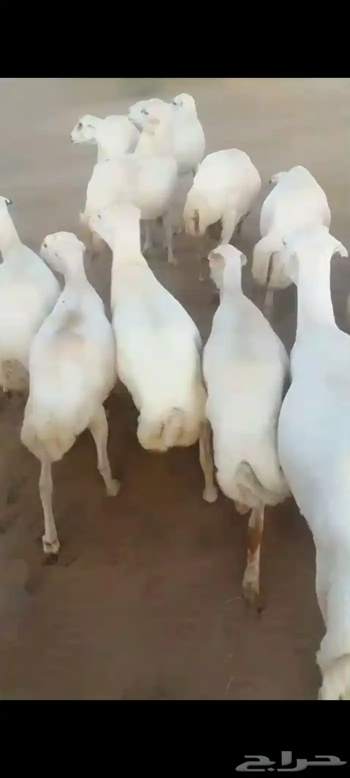 ضان رفيديات قرايب دفيع على شرط العدد140راس مراح واحد ماشاءلل 4