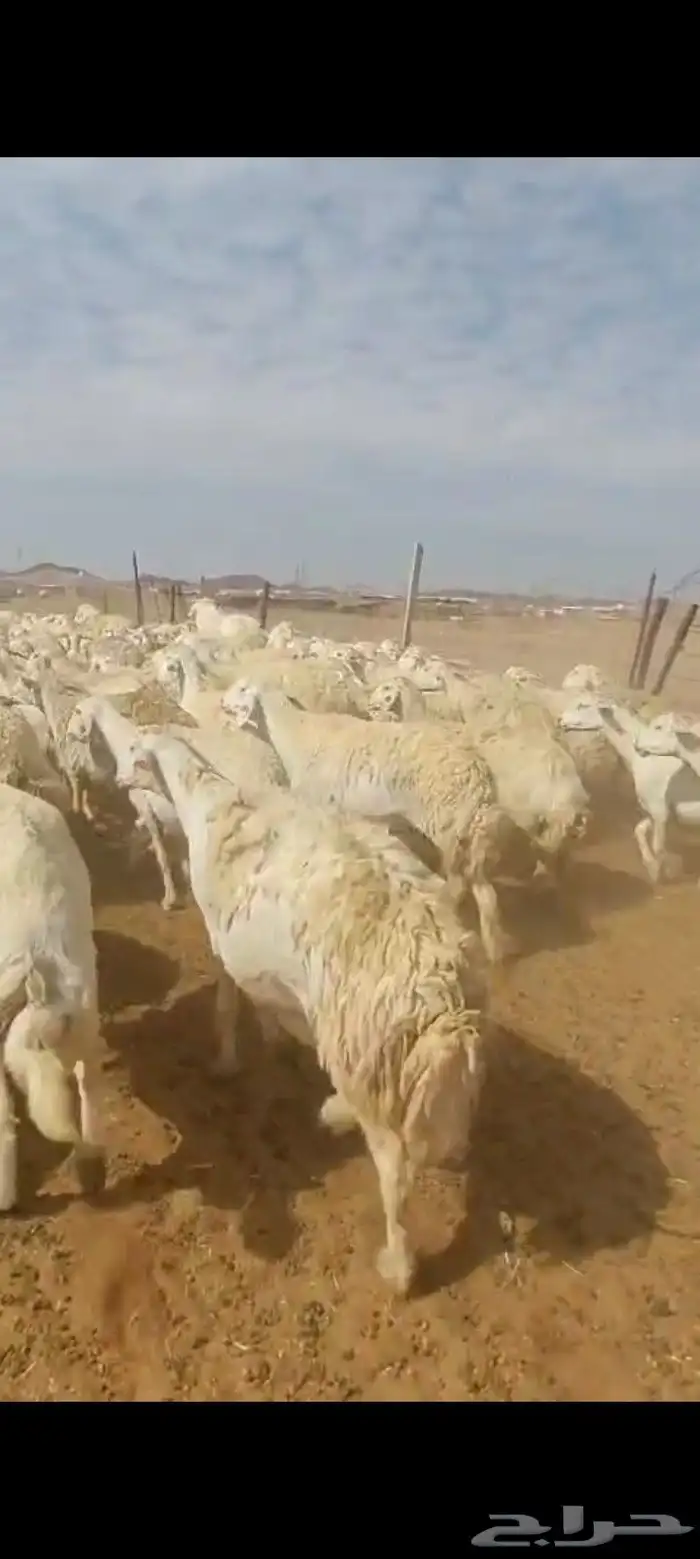 غنم حرش صنف امهات بعض العدد 154 الغنم عليها وسم براك الدعدي 1