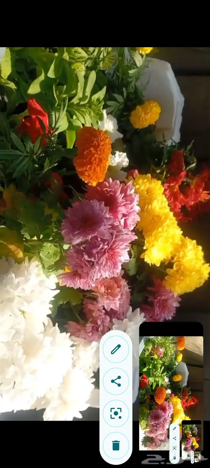 ورد وريحان طبيعي للبيع 3