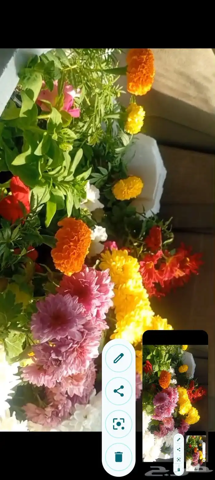 ورد وريحان طبيعي للبيع 4