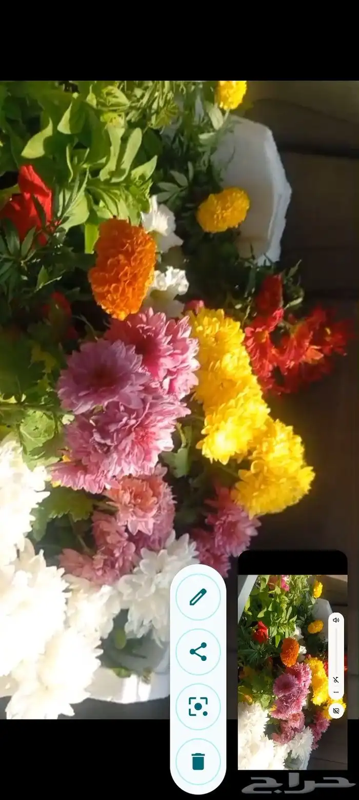 ورد وريحان طبيعي للبيع 5