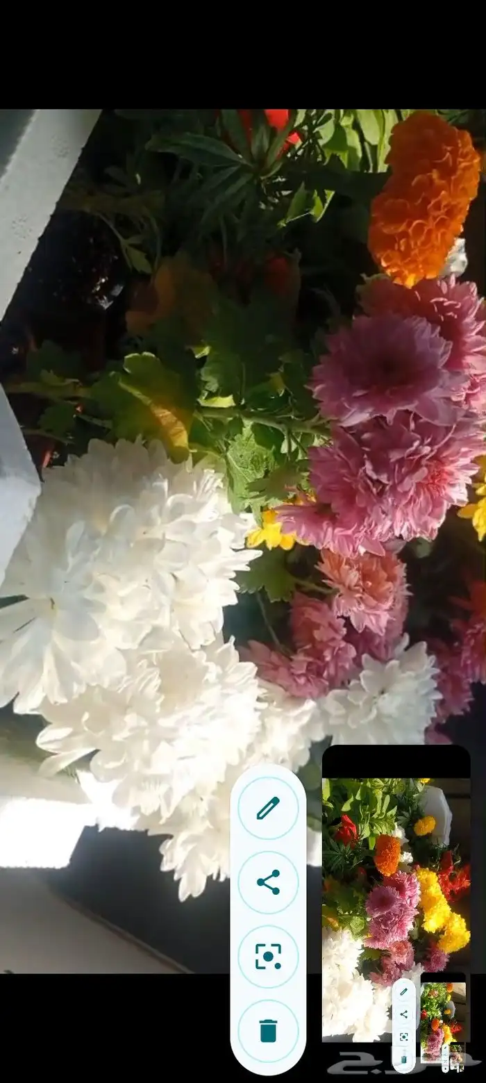 ورد وريحان طبيعي للبيع 0