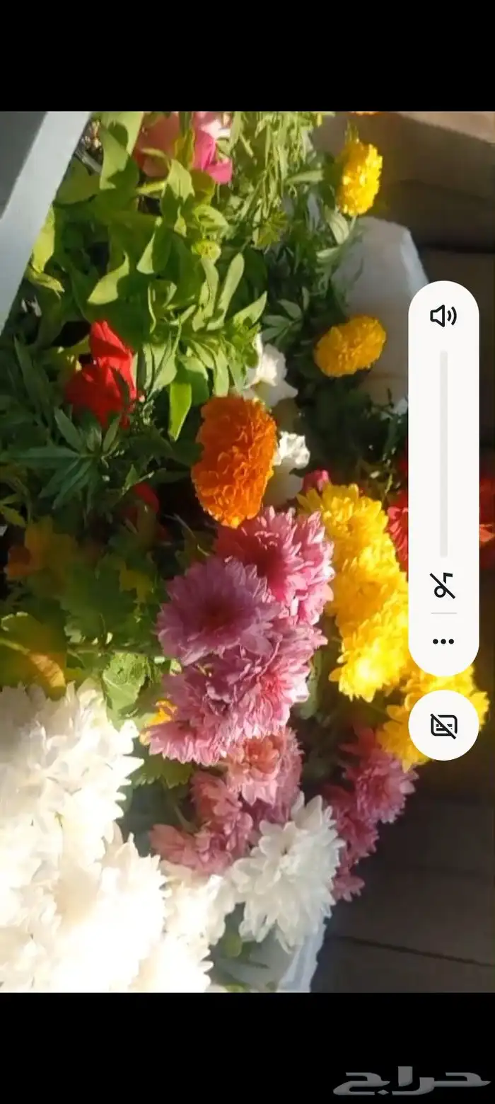 ورد وريحان طبيعي للبيع 6