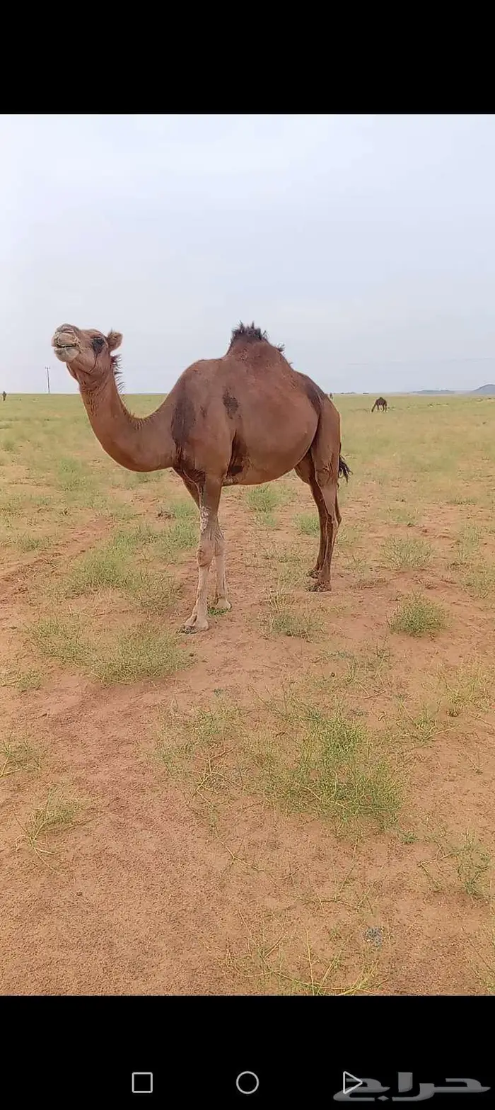 ناقه جنبه ف 7شهور 0